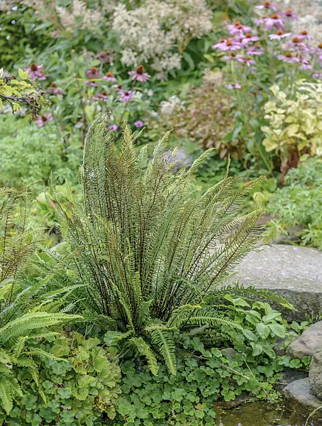575026 - SPECIES between boulders in a perennial garden