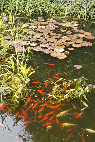 544146 - SPECIES in an idyllic garden pond with water lily leaves