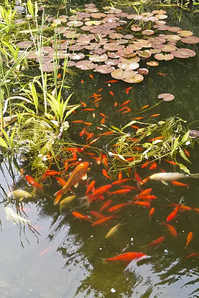 544147 - SPECIES in an idyllic garden pond with water lily leaves