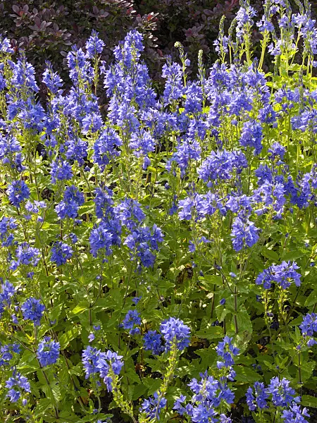 414031 - Speedwell (Veronica)