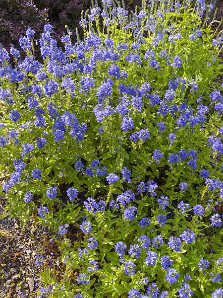 414032 - Speedwell (Veronica)