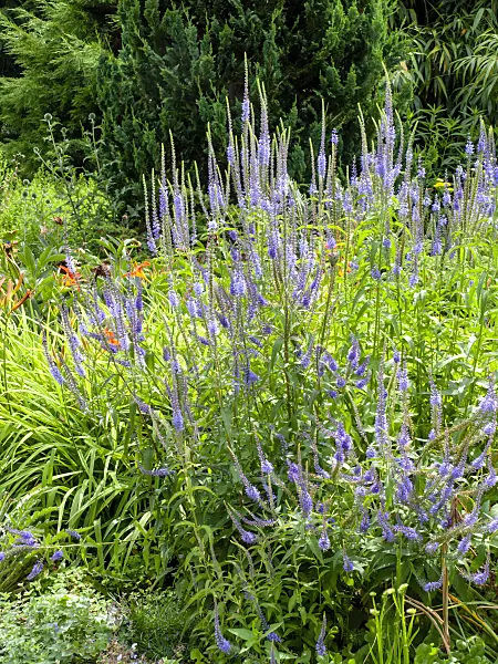 427062 - Speedwell (Veronica)