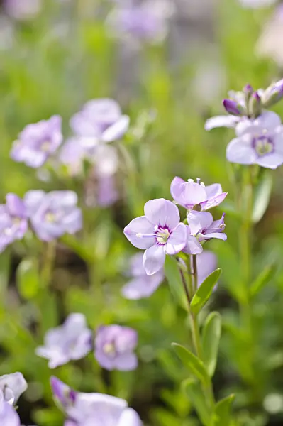 472116 - Speedwell (Veronica fruticulosa)