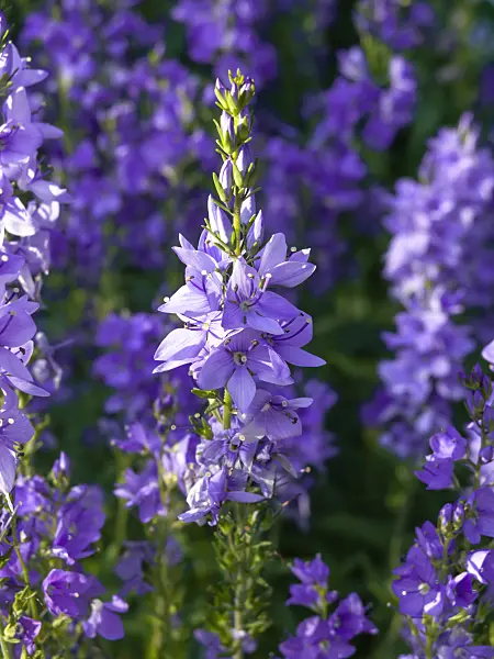 438220 - Speedwell (Veronica orientalis)