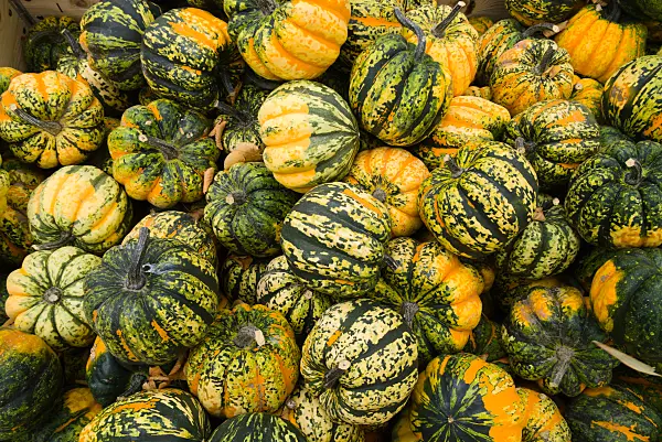 672009 - Speisekürbis (Cucurbita maxima 'Carnival')