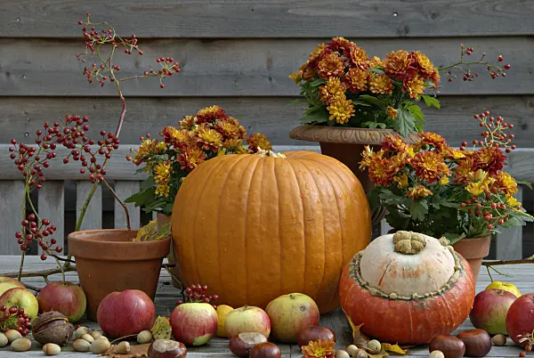 460022 - Speisekürbis (Cucurbita maxima), Kulturapfel (Malus x domestica), Gewöhnliche Rosskastanie (Aesculus hippocastanum), Gewöhnliche Hasel (Corylus avellana) und Chrysantheme (Chrysanthemum)