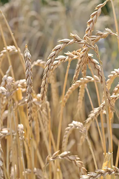 486128 - Spelt (Triticum spelta)