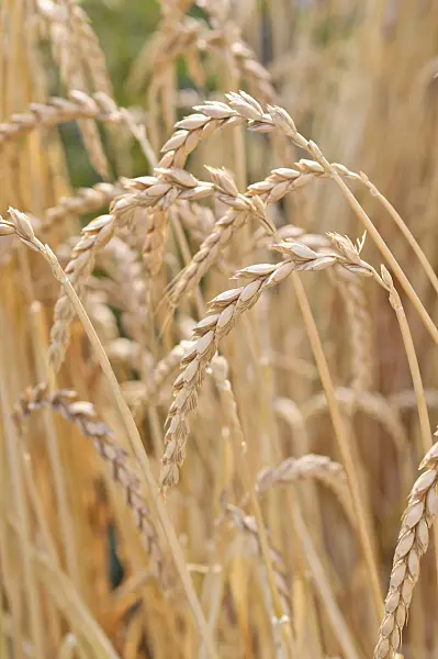 486129 - Spelt (Triticum spelta)