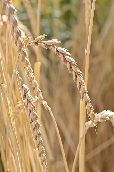 486130 - Spelt (Triticum spelta)