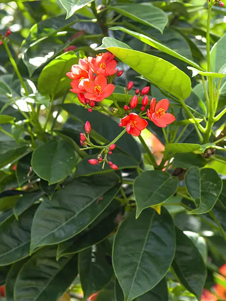 434112 - Spicy jatropha (Jatropha integerrima)