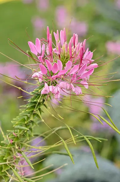 547025 - Spider flower (Tarenaya hassleriana 'Kirschkönigin' syn. Cleome hassleriana 'Kirschkönigin')