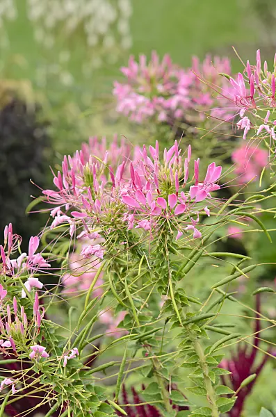 547030 - Spider flower (Tarenaya hassleriana 'Kirschkönigin' syn. Cleome hassleriana 'Kirschkönigin')