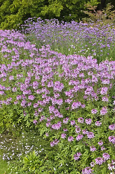 476115 - Spider flower (Tarenaya hassleriana 'Señorita Rosalita' syn. Cleome hassleriana 'Señorita Rosalita') and purpletop vervain (Verbena bonariensis)