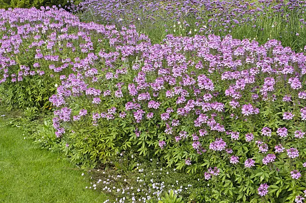 476116 - Spider flower (Tarenaya hassleriana 'Señorita Rosalita' syn. Cleome hassleriana 'Señorita Rosalita') and purpletop vervain (Verbena bonariensis)