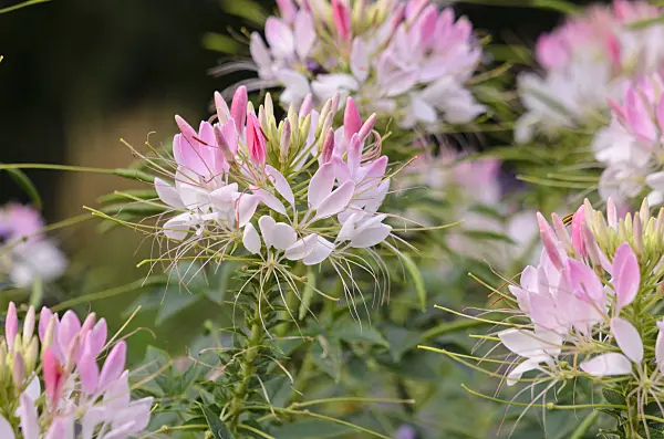 523199 - Spider flower (Tarenaya hassleriana 'Sparkler Blush' syn. Cleome hassleriana 'Sparkler Blush')