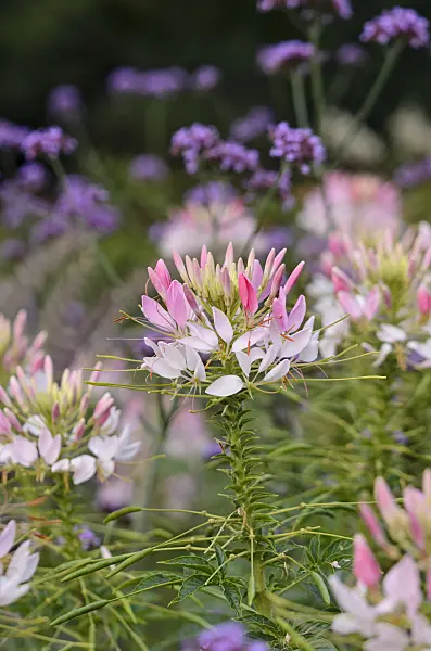 523200 - Spider flower (Tarenaya hassleriana 'Sparkler Blush' syn. Cleome hassleriana 'Sparkler Blush')
