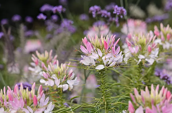 523201 - Spider flower (Tarenaya hassleriana 'Sparkler Blush' syn. Cleome hassleriana 'Sparkler Blush')
