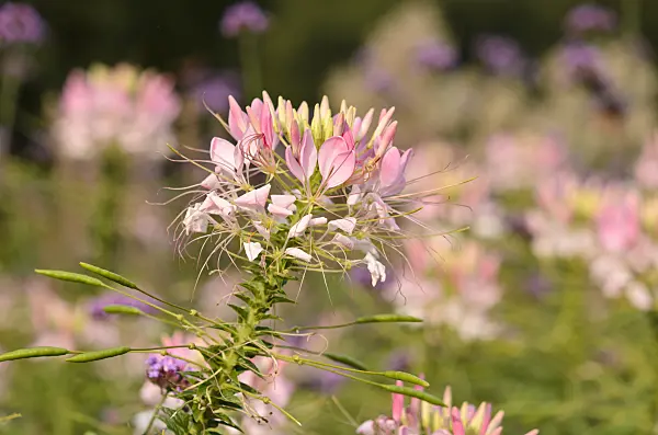523228 - Spider flower (Tarenaya hassleriana 'Sparkler Blush' syn. Cleome hassleriana 'Sparkler Blush')