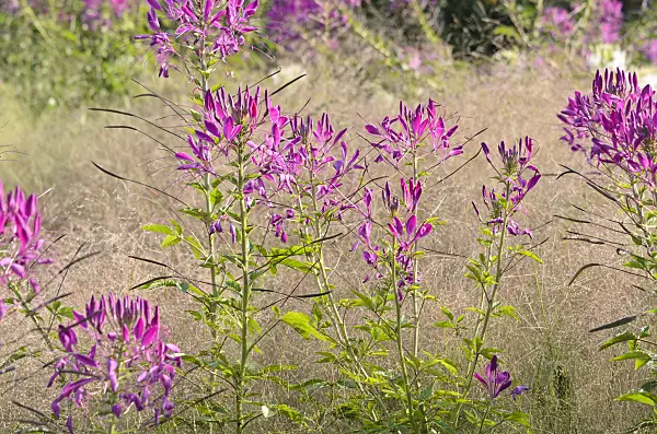 547385 - Spider flower (Tarenaya hassleriana 'Sparkler Lavender' syn. Cleome hassleriana 'Sparkler Lavender')