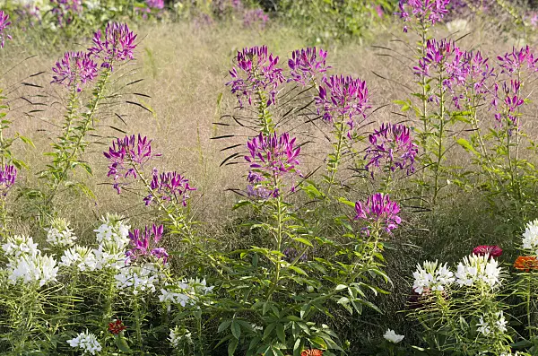 547386 - Spider flower (Tarenaya hassleriana 'Sparkler Lavender' syn. Cleome hassleriana 'Sparkler Lavender')