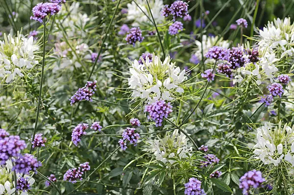 487230 - Spider flower (Tarenaya hassleriana 'Sparkler White' syn. Cleome hassleriana 'Sparkler White') and purpletop vervain (Verbena bonariensis)