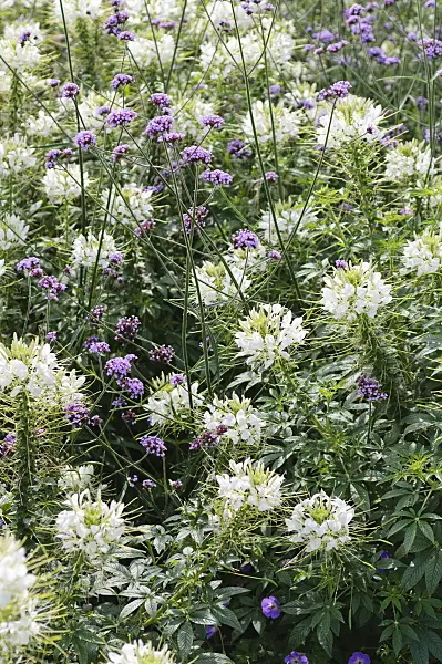 487231 - Spider flower (Tarenaya hassleriana 'Sparkler White' syn. Cleome hassleriana 'Sparkler White') and purpletop vervain (Verbena bonariensis)