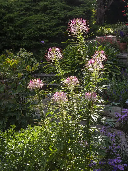 404094 - Spider flower (Tarenaya hassleriana syn. Cleome hassleriana)