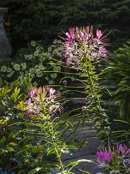 404096 - Spider flower (Tarenaya hassleriana syn. Cleome hassleriana)