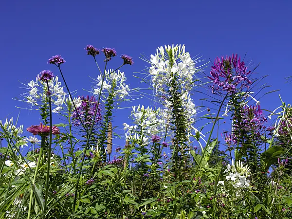 439364 - Spider flower (Tarenaya hassleriana syn. Cleome hassleriana)