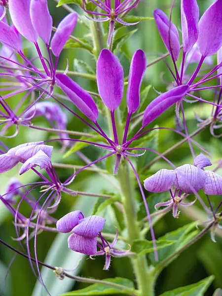 439390 - Spider flower (Tarenaya hassleriana syn. Cleome hassleriana)