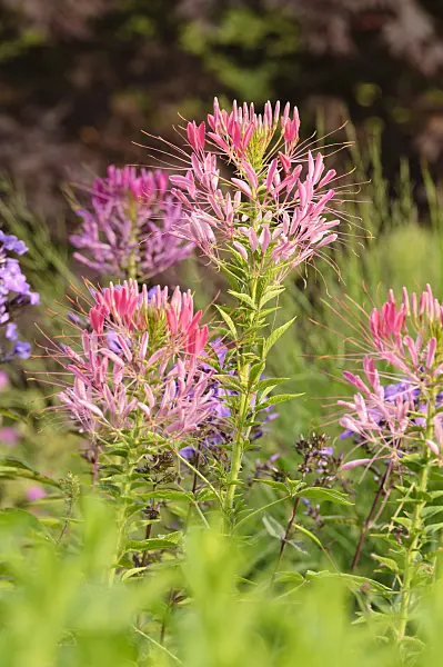 486097 - Spider flower (Tarenaya hassleriana syn. Cleome hassleriana)