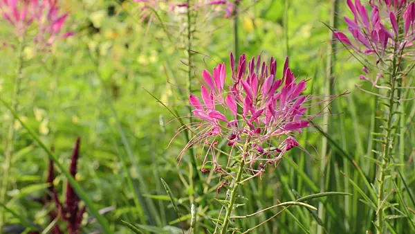 498259 - Spider flower (Tarenaya hassleriana syn. Cleome hassleriana)