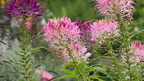 498355 - Spider flower (Tarenaya hassleriana syn. Cleome hassleriana)