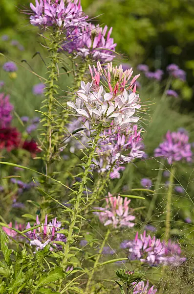 522106 - Spider flower (Tarenaya hassleriana syn. Cleome hassleriana)
