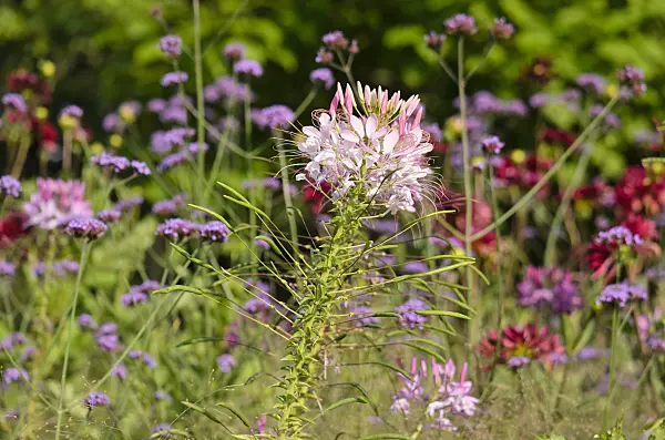 522107 - Spider flower (Tarenaya hassleriana syn. Cleome hassleriana)