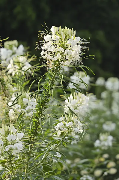 523010 - Spider flower (Tarenaya hassleriana syn. Cleome hassleriana)
