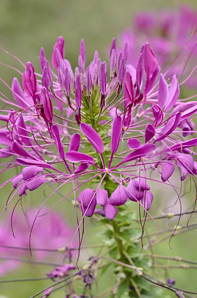 523085 - Spider flower (Tarenaya hassleriana syn. Cleome hassleriana)