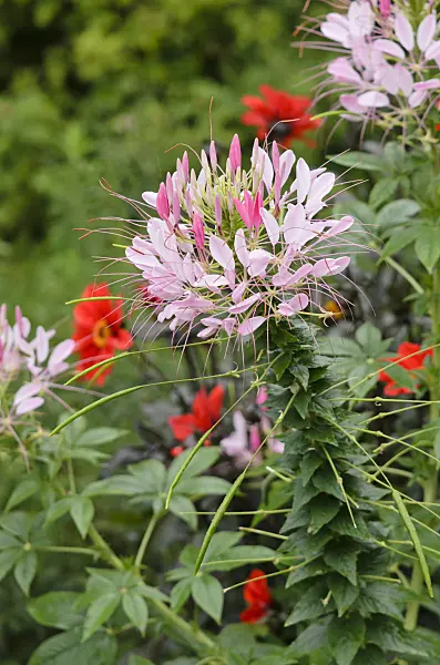 523086 - Spider flower (Tarenaya hassleriana syn. Cleome hassleriana)