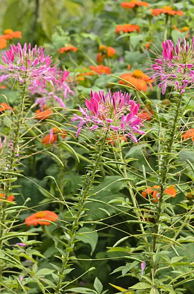 523110 - Spider flower (Tarenaya hassleriana syn. Cleome hassleriana)