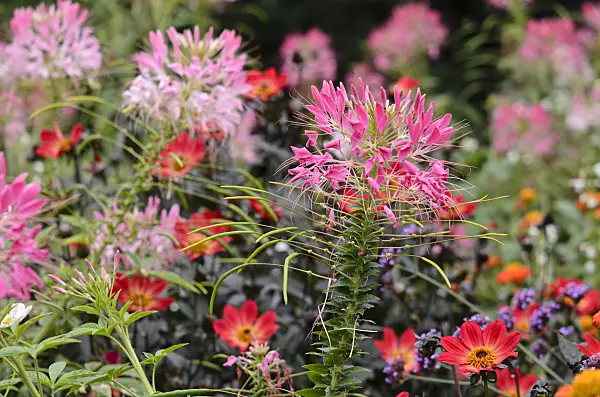535161 - Spider flower (Tarenaya hassleriana syn. Cleome hassleriana)
