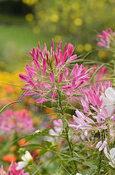 535180 - Spider flower (Tarenaya hassleriana syn. Cleome hassleriana)
