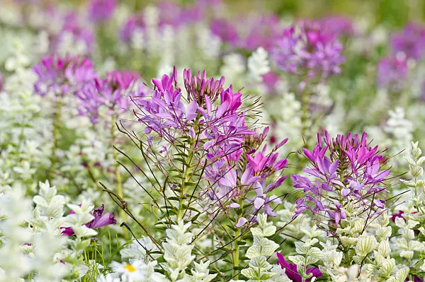 474509 - Spider flower (Tarenaya hassleriana syn. Cleome hassleriana) and annual sage (Salvia viridis syn. Salvia horminum)