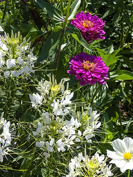 439363 - Spider flower (Tarenaya hassleriana syn. Cleome hassleriana) and zinnias (Zinnia)