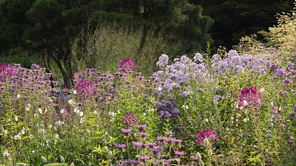498260 - Spider flower (Tarenaya hassleriana syn. Cleome hassleriana), phlox (Phlox) and bee balms (Monarda)