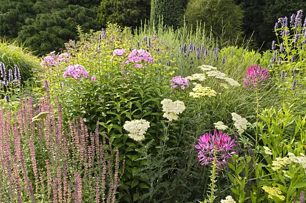 498238 - Spider flower (Tarenaya hassleriana syn. Cleome hassleriana), yarrow (Achillea), sage (Salvia) and phlox (Phlox)
