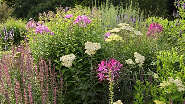 498261 - Spider flower (Tarenaya hassleriana syn. Cleome hassleriana), yarrow (Achillea), sage (Salvia) and phlox (Phlox)
