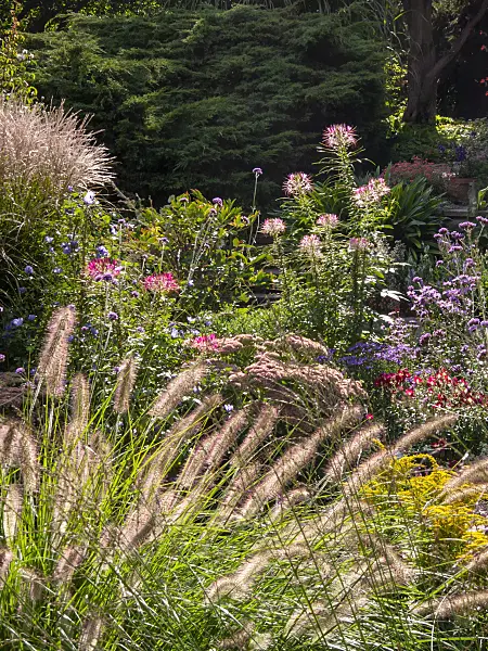 404091 - Spider flower (Tarenaya syn. Cleome) and fountain grass (Pennisetum)