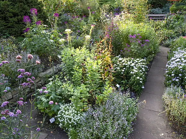 464104 - Spider flower (Tarenaya syn. Cleome), aster (Aster) and vervain (Verbena)