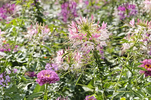 487054 - Spider flowers (Tarenaya hassleriana syn. Cleome hassleriana) and zinnias (Zinnia)