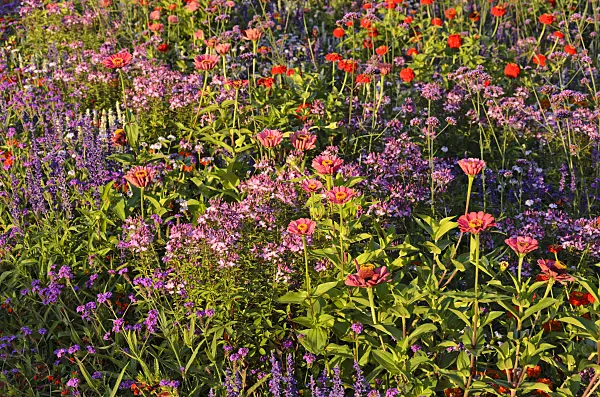 523077 - Spider flowers (Tarenaya syn. Cleome) and zinnias (Zinnia)